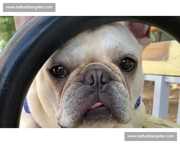 赛法斗：踢击独尊的优雅格斗艺术